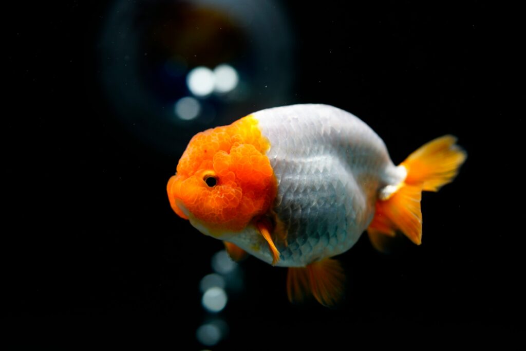 Ranchu Goldfish: Your Complete Guide