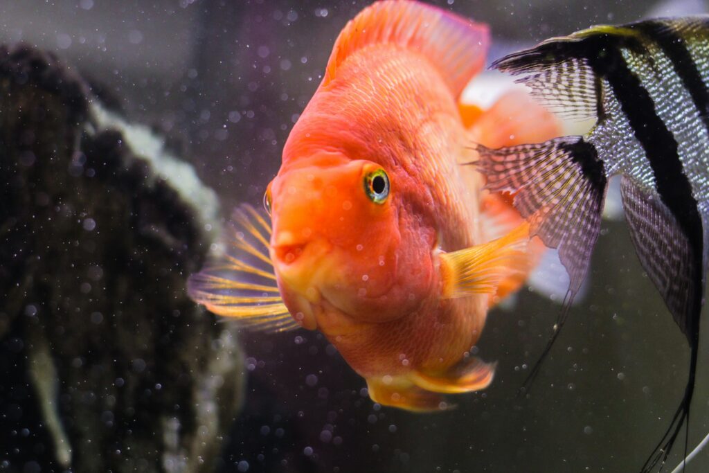 Enlightening the Mysteries: 10 Frequently Asked Questions About Parrot Fish for Aquarium