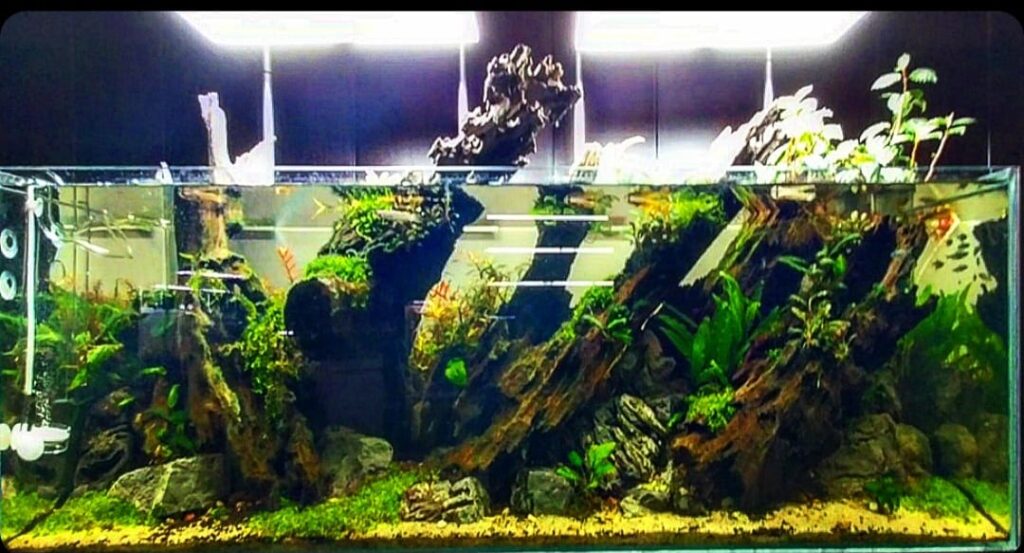 Breathtaking dive into the Green : A Beginner’s Guide to Setting Up a Planted Aquarium with 10 FAQ