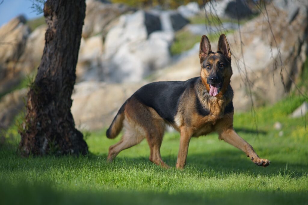 Frequently Asked Questions About German Shepherd Dogs