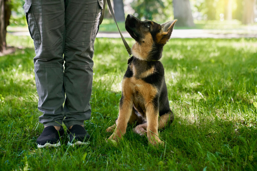  50 Frequently Asked Questions About German Shepherd Dogs