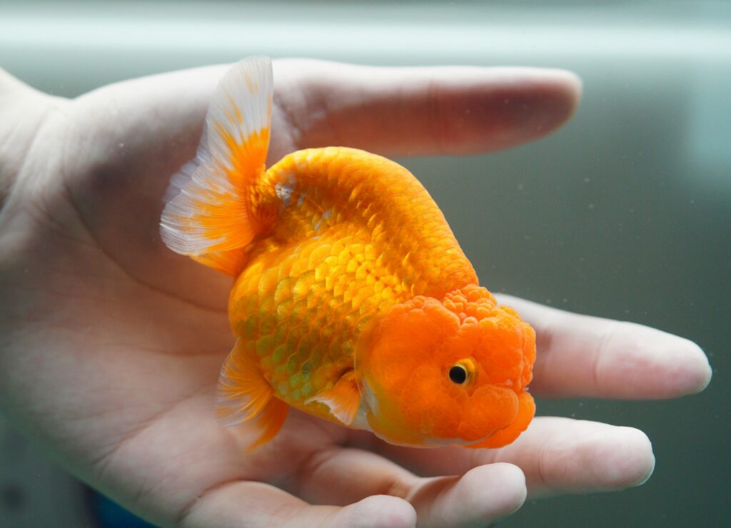 Unveiling the Charms of Ranchu Goldfish: Tips for Ranchu Goldfish Care – 8 Important points