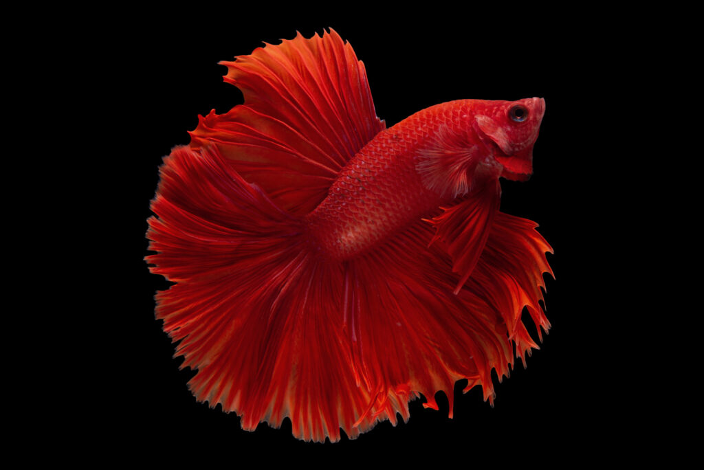 Dazzling Fins: The Enchanting Half Moon Betta Fish Care – Fighter Fish 10 Frequently Asked Questions