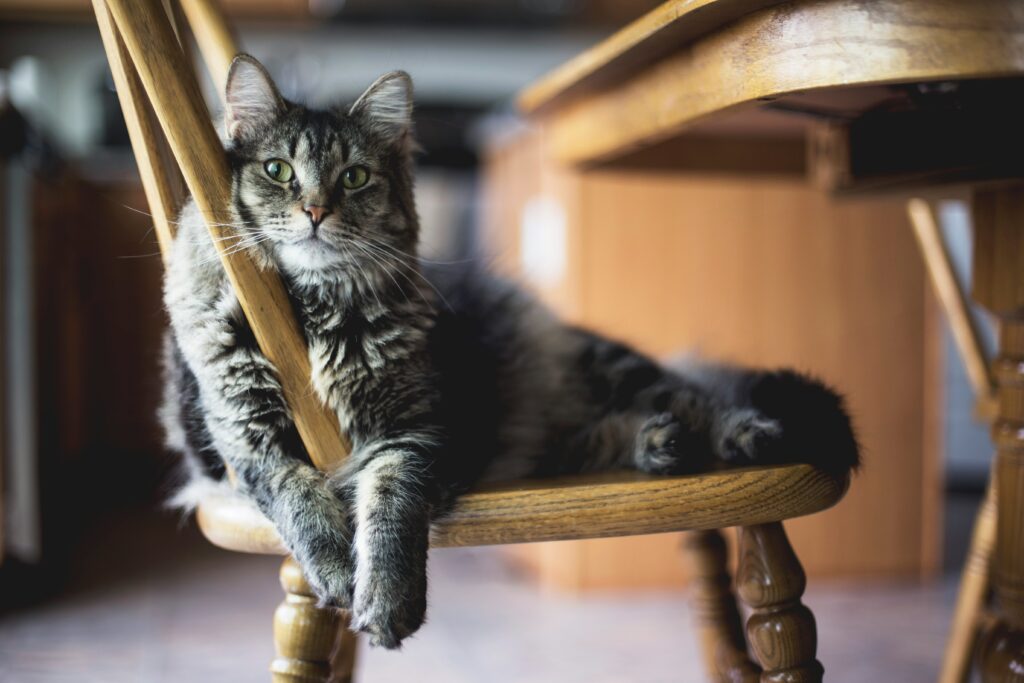 Meow Mastery: 48 Essential tips for New Cat Owners to Ensure Happy Kitties