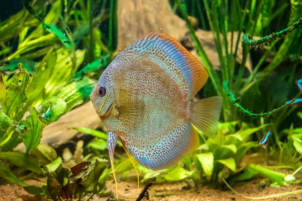 Tips for discus fish care : Ultimate -48 Common Questions About Caring for Discus Fish