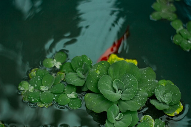 Best Floating Aquarium Plant