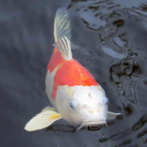 How to grow large koi fish “Dive Into Success: Unleash – ing A Beginner’s Guide to Growing Large Koi Fish With 9 FAQ