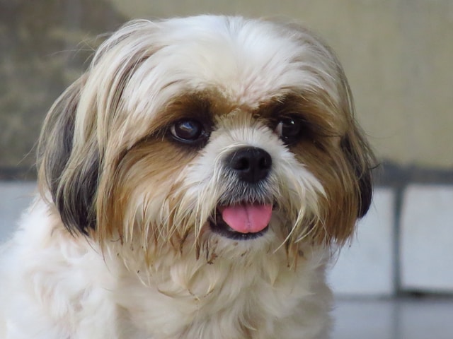 How Long Do Shih Tzus Live? A Guide to the Lifespan of Your Remarkable Furry Friend” & 19 frequently asked questions.