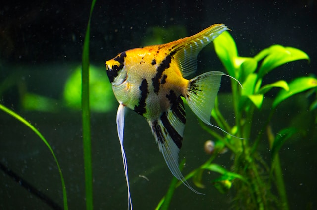 What Do Angelfish Eat in Aquarium