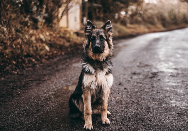 Revealing the Lifespan of German Shepherds: how long do German shepherd live ? Plus 9 Faq