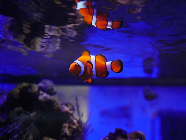 What Do Clown fish Eat