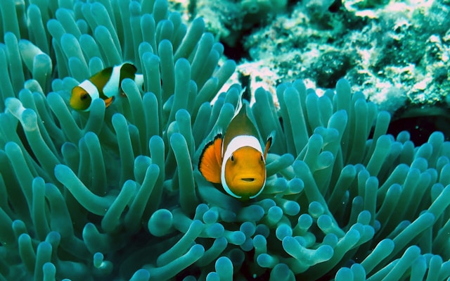 What Do Clown fish Eat ? A Fun Dive into the Diet of These Colorful Sea Dwellers – 4 Important feeds