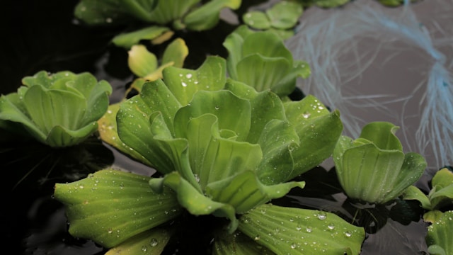 How to care for water lettuce in aquarium – 4 Important Points