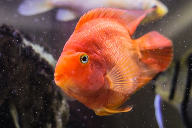 What Do Parrot Fish Eat In Aquarium : A Guide to Keeping These Colorful Swimmers Happy – 3 Feeding Tips