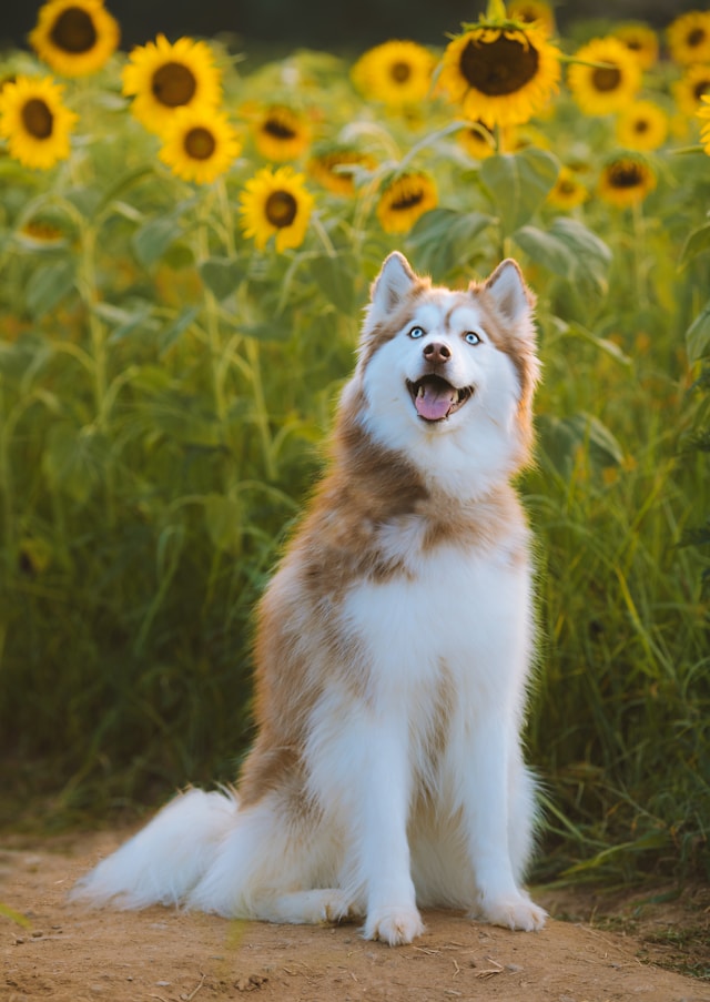 How Long Do Huskies Live ? Understanding the Lifespan of Your Furry Friend – 5 Short Tips for a Long & Happy Life