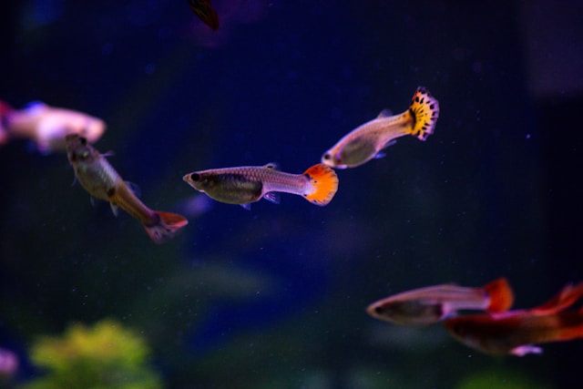 Amazing Insights: How Long Do Guppy Fish Live ? 5 Factors Affecting Guppy Lifespan