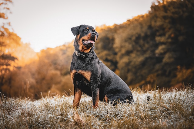 How Long Does a Rottweiler Live? Understanding Your Loyal Companion’s Lifespan -5 Important Short for Enhancing Your Rottweiler’s Lifespan