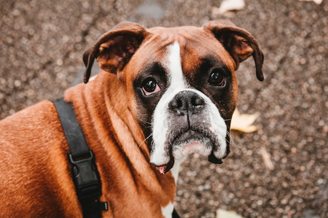 How Long Does a Boxer Dog Live ? A Guide to Your Remarkable Loyal Companion’s Lifespan – 4 Tips for Extending Your Boxer’s Lifespan