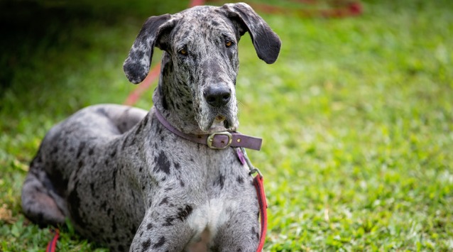 What is the Lifespan of a Great Dane? Understanding the Gentle Giant’s Years – 5 tips for  longer life.