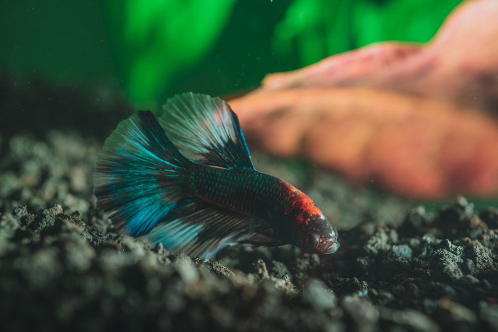 Why Is My Betta Fish Staying at the Bottom of the Tank?