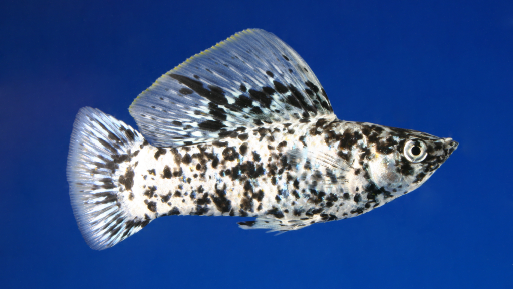 How Long Do Molly Fish Live
