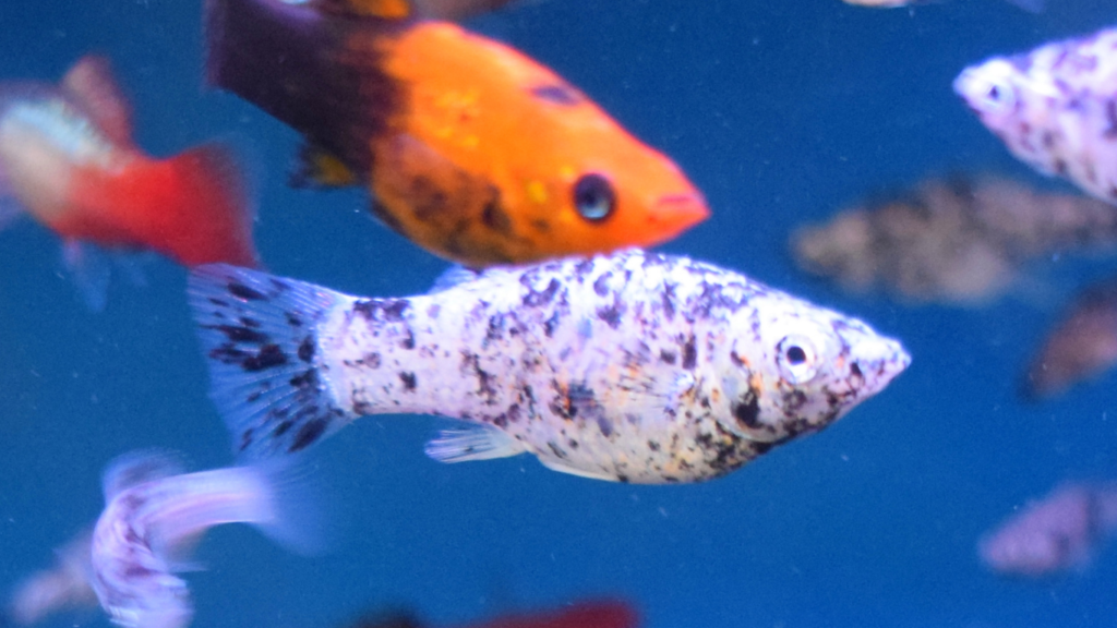 How Long Do Molly Fish Live